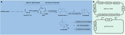 Protein Engineering of a Germacrene A Synthase From Lactuca sativa and Its Application in High Productivity of Germacrene A in Escherichia coli